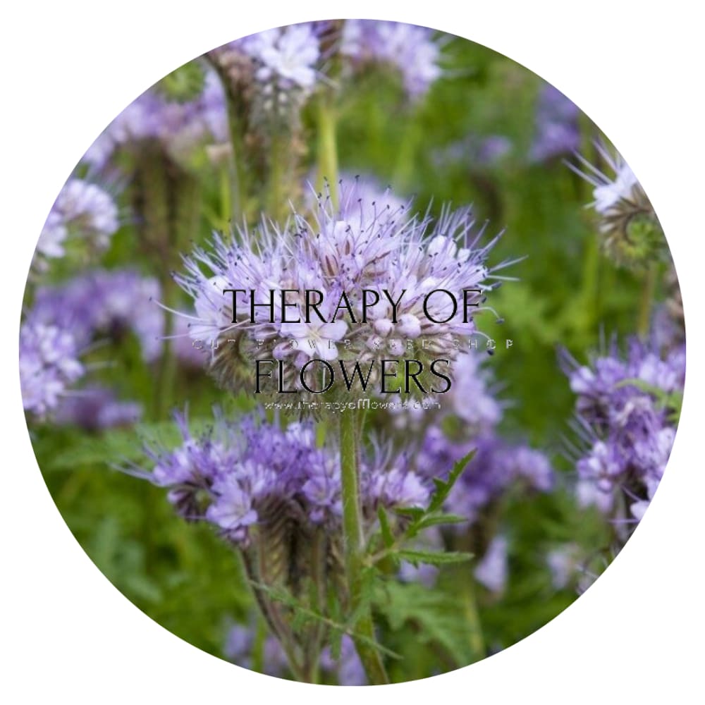 BIO Fiddleneck | Phacelia tanacetifolia therapyofflowers.com