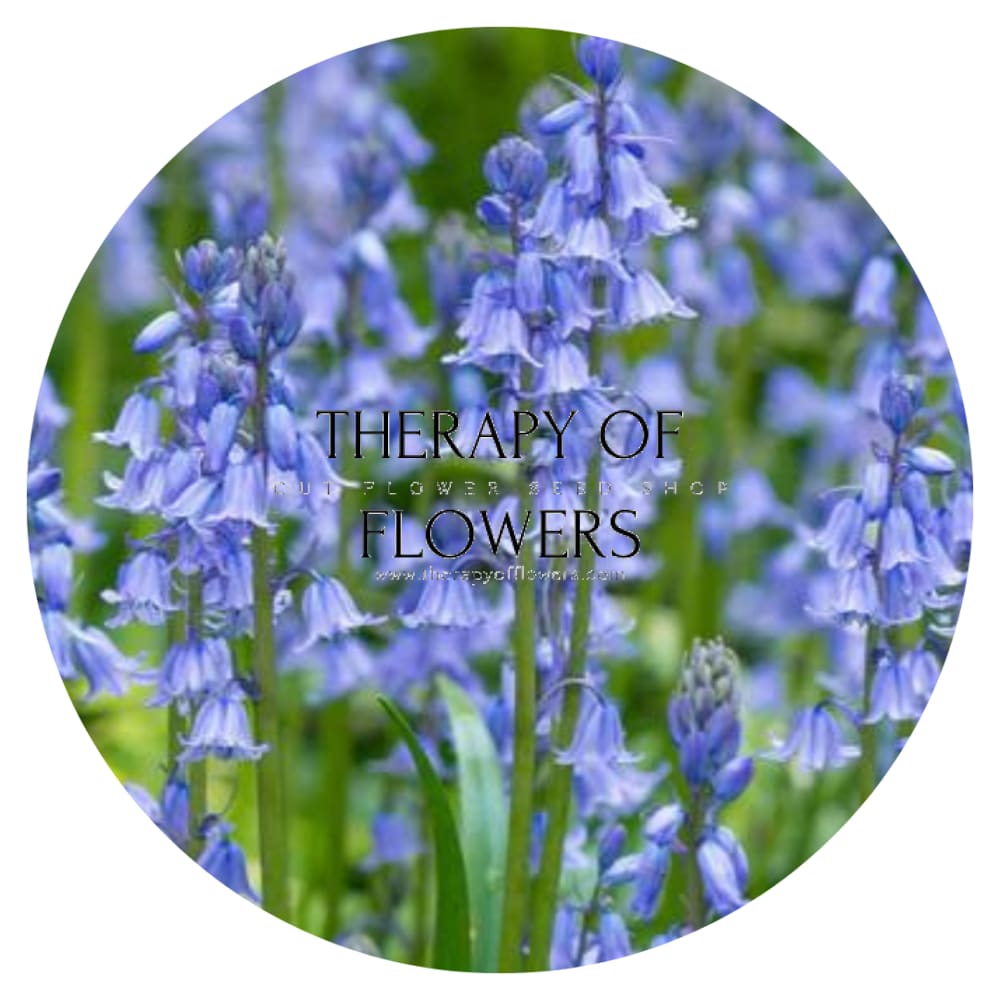 Bluebells | Hyacinthoides non-scripta Blue Bell therapyofflowers.com