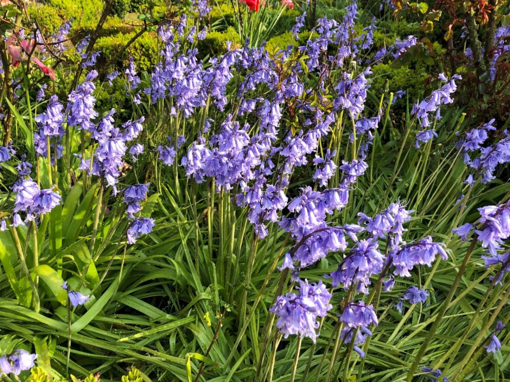 Bluebells | Hyacinthoides non-scripta Blue Bell therapyofflowers.com