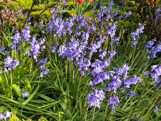 Bluebells | Hyacinthoides non-scripta Blue Bell therapyofflowers.com