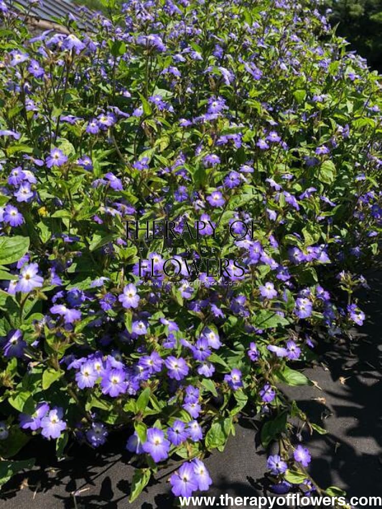 Browallia americana Blue Lady therapyofflowers.com