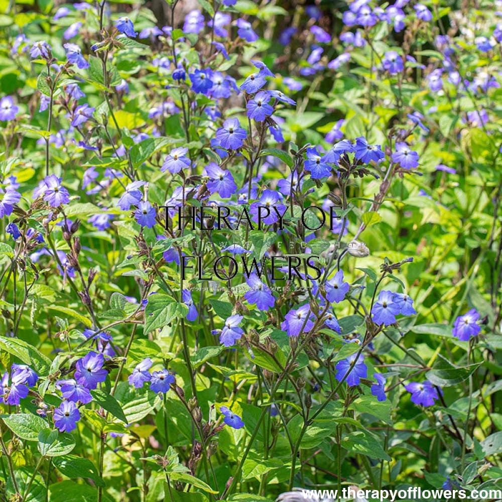 Browallia americana Blue Lady therapyofflowers.com