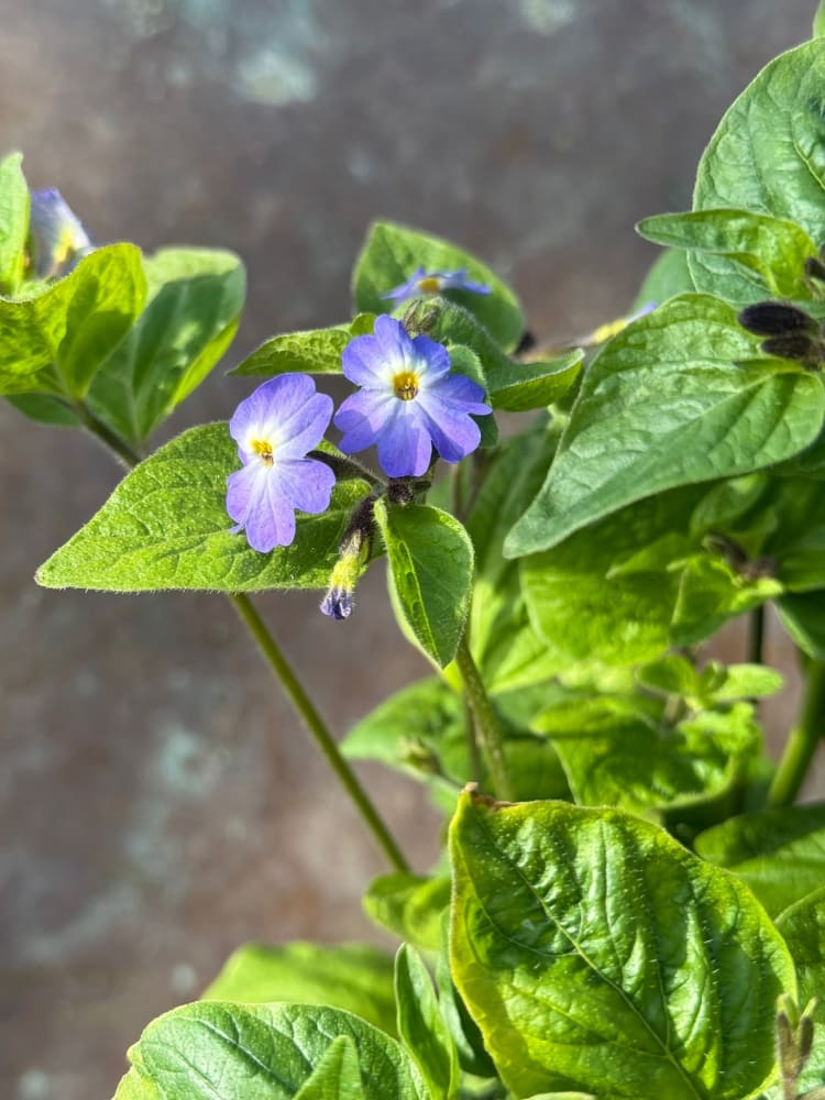 Browallia americana Blue Lady therapyofflowers.com