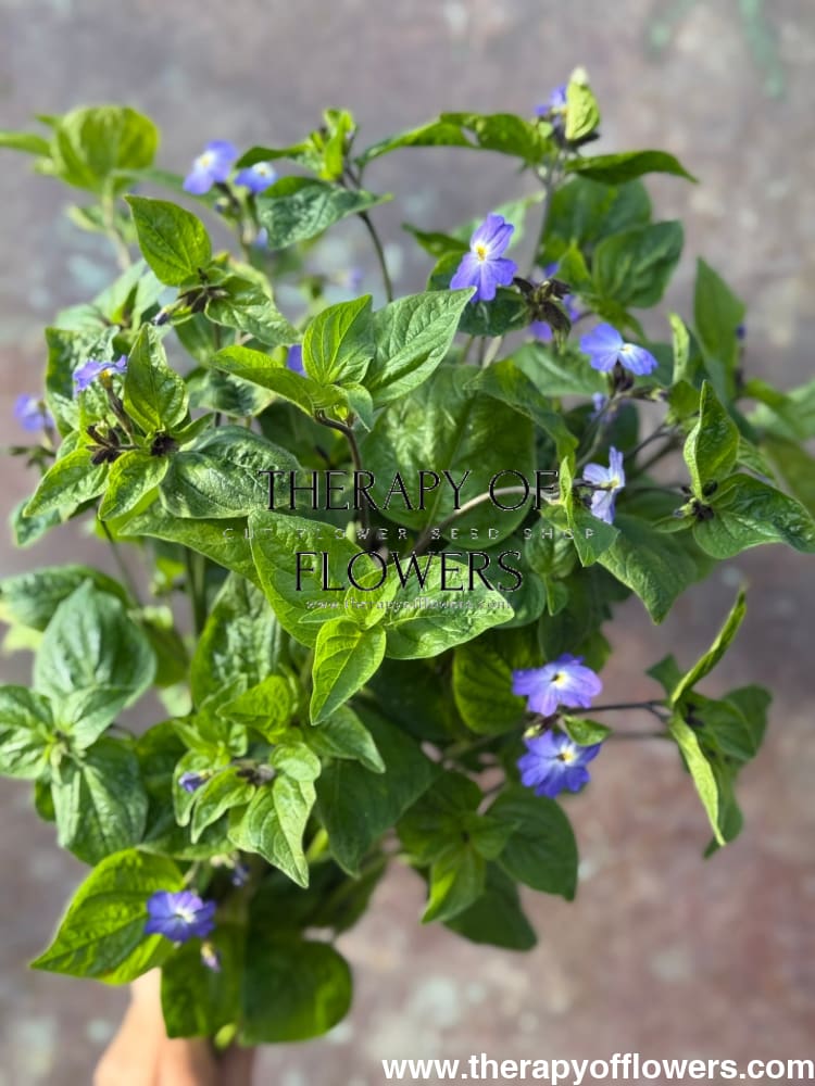 Browallia americana Blue Lady therapyofflowers.com