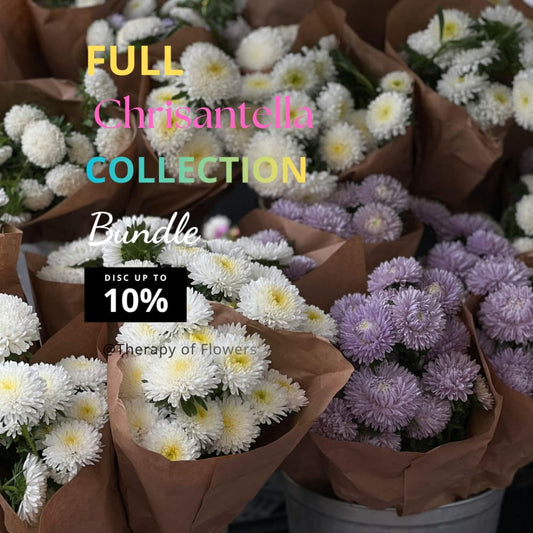 Buy the full China Aster ‘Chrisantella’ Collection – 12 Seed Packs – and Save 10% - Seeds