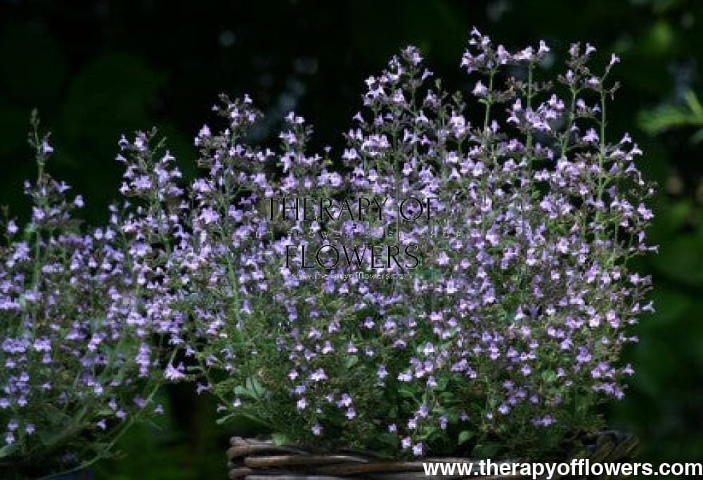 Calamintha nepeta Marvelette Blue therapyofflowers.com