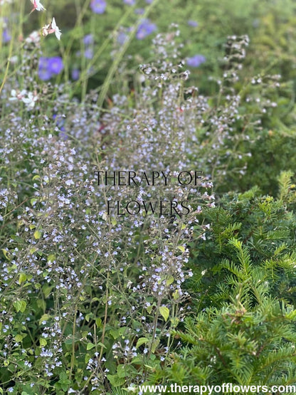 Calamintha nepeta Marvelette Blue therapyofflowers.com