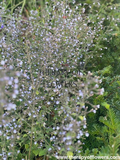 Calamintha nepeta Marvelette Blue therapyofflowers.com