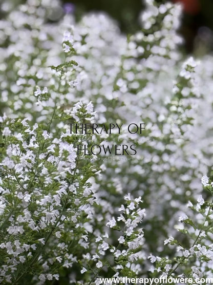 Calamintha nepeta Marvelette White | Lesser Calamint therapyofflowers.com