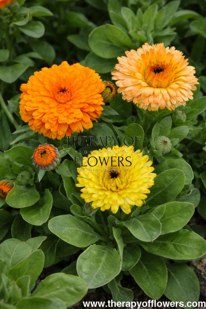 Calendula officinalis Bon Bon Orange | Pot Marigold therapyofflowers.com
