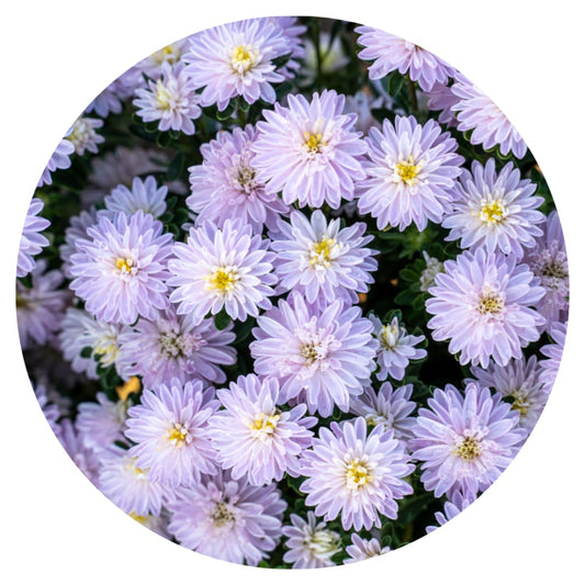 Aster NEW Confetti.