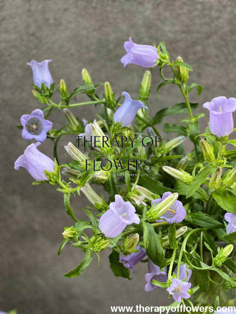 Campanula Medium Champion therapyofflowers.com