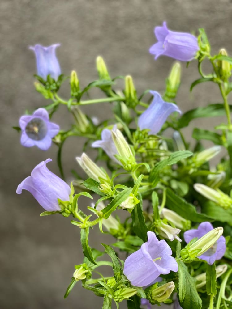 Campanula Medium Champion therapyofflowers.com