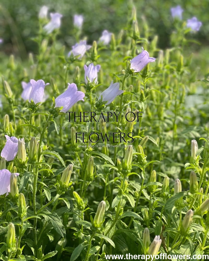 Campanula Medium Champion Lavender.