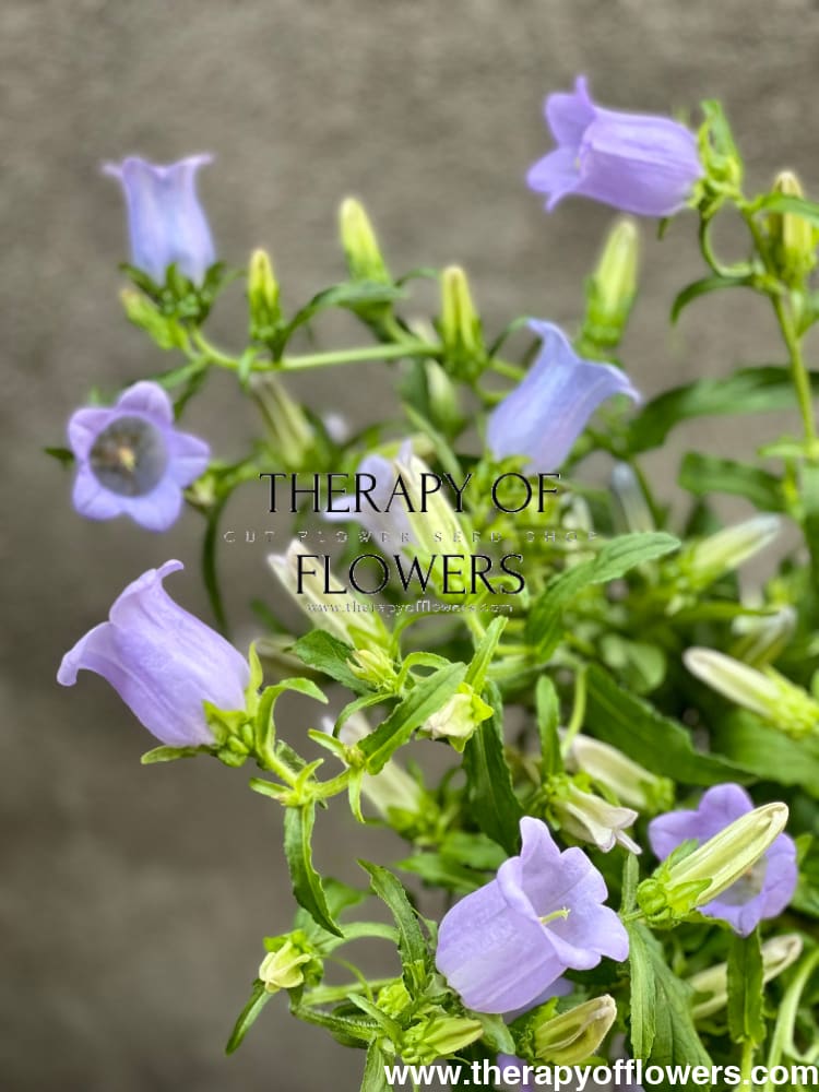 Campanula Medium Champion Lavender.