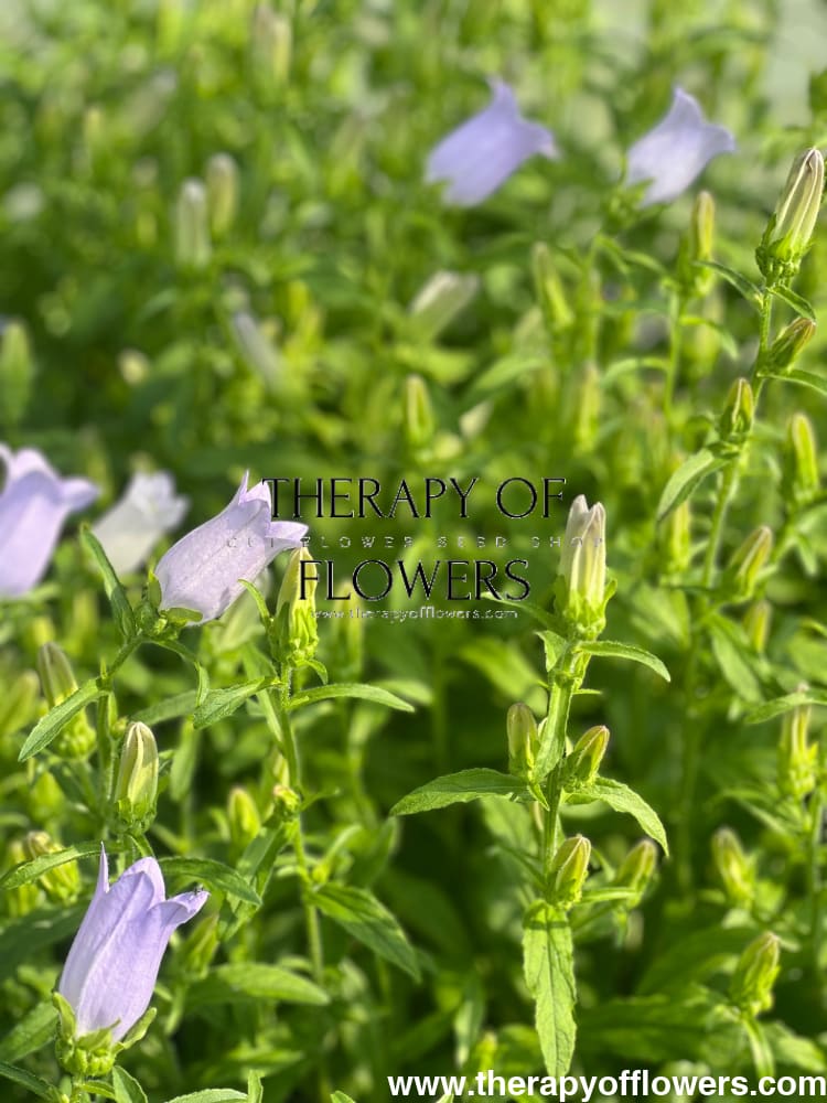 Campanula Medium Champion Lavender.