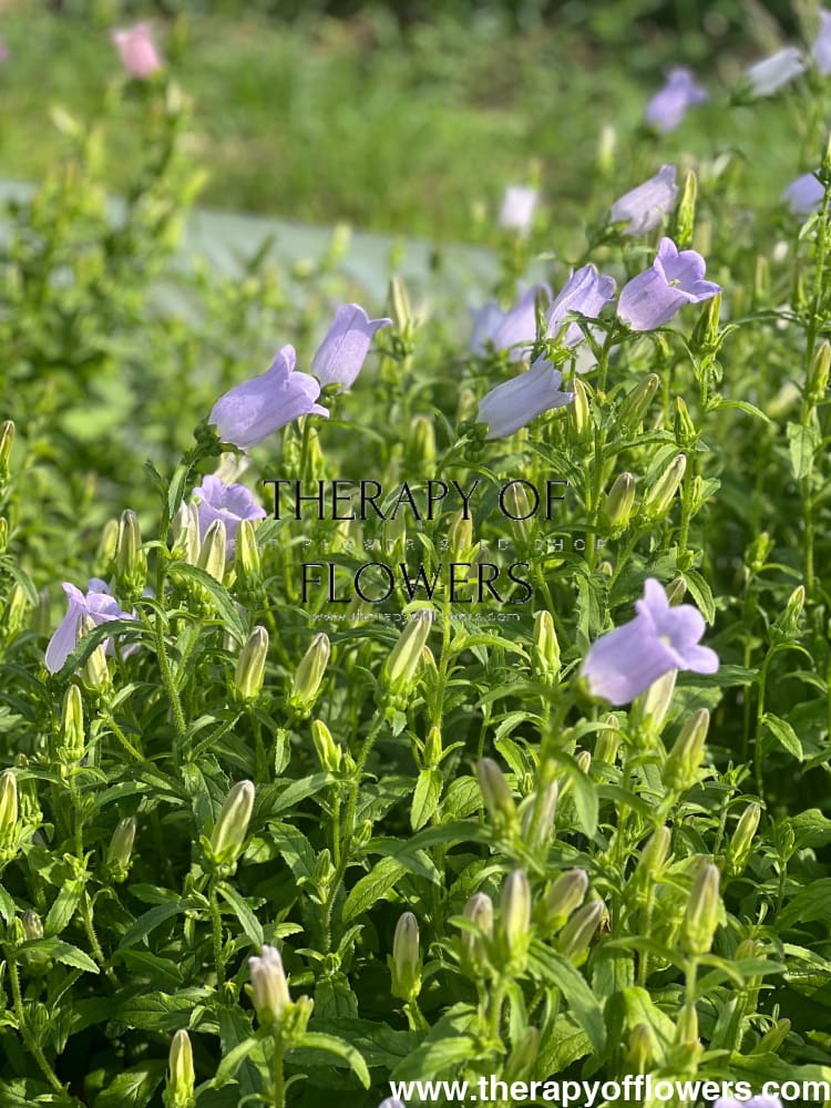 Campanula Medium Champion Lavender.