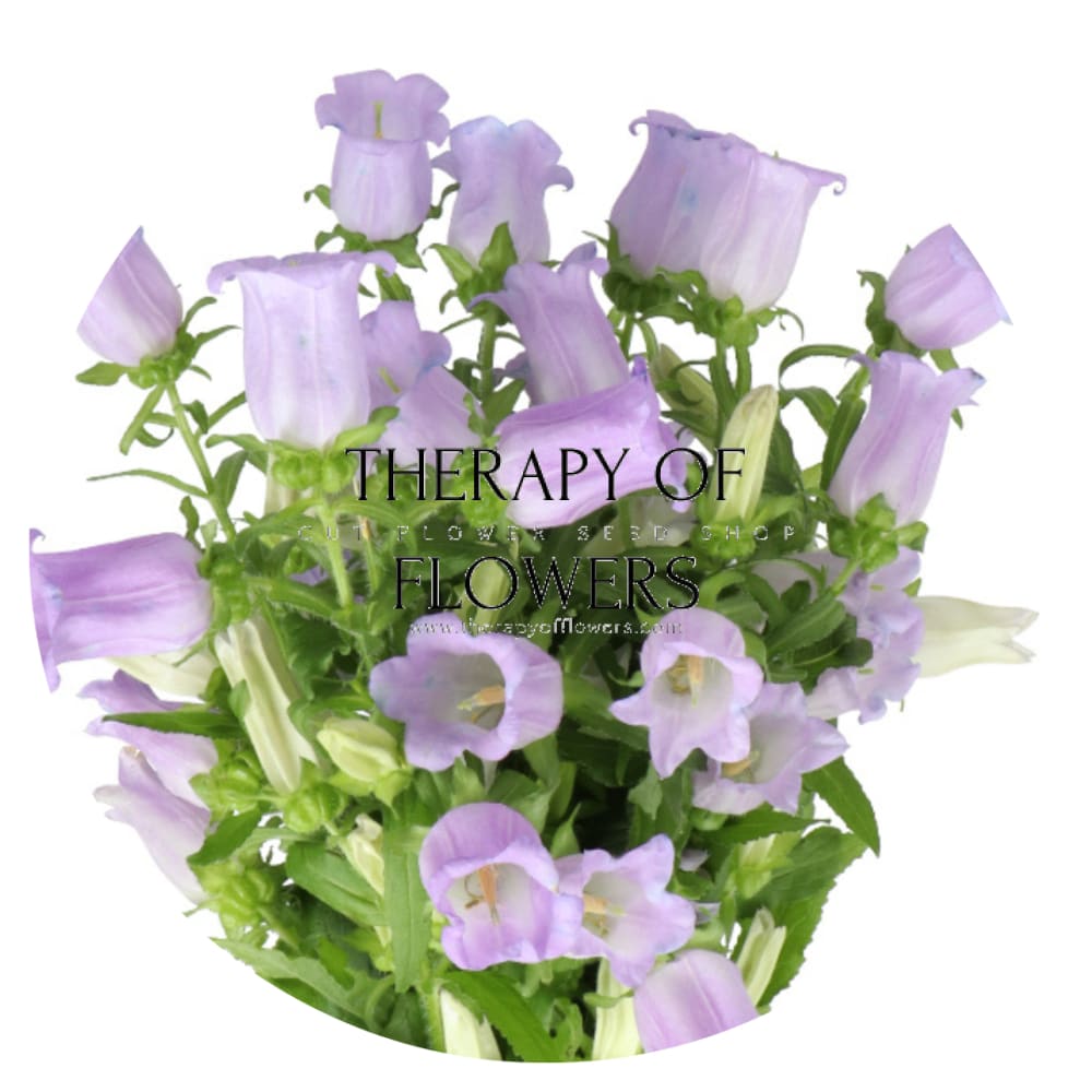 Campanula Medium Champion Lavender.