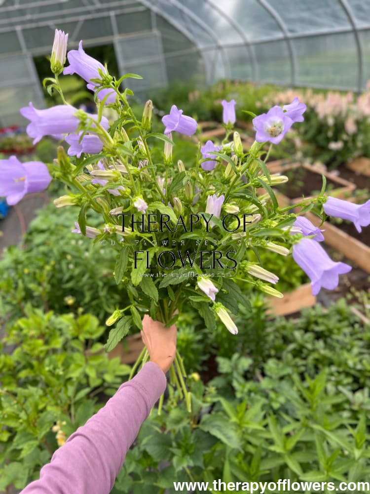 Campanula Medium Champion Lavender.
