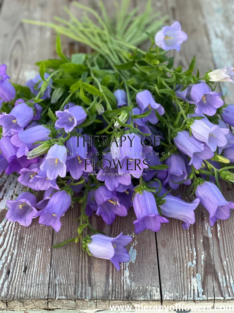 Campanula Medium Champion Lavender.