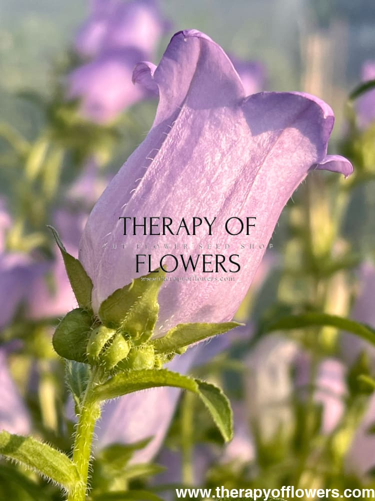 Campanula Medium Champion Lavender.