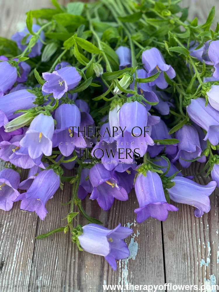 Campanula Medium Champion Lavender.