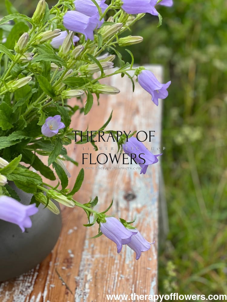 Campanula Medium Champion Lavender.