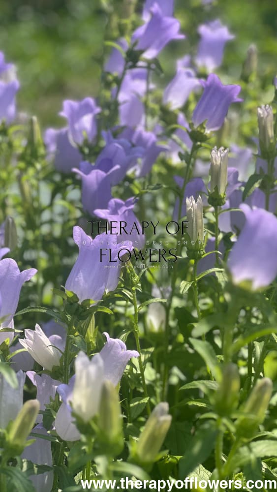 Campanula Medium Champion Lavender.