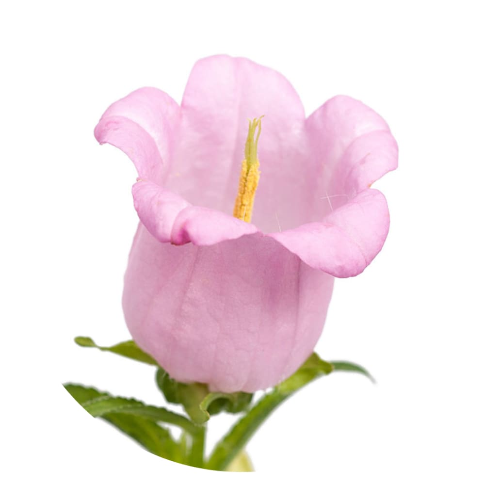 Campanula Medium Champion Pink | Pelleted - therapyofflowers.com