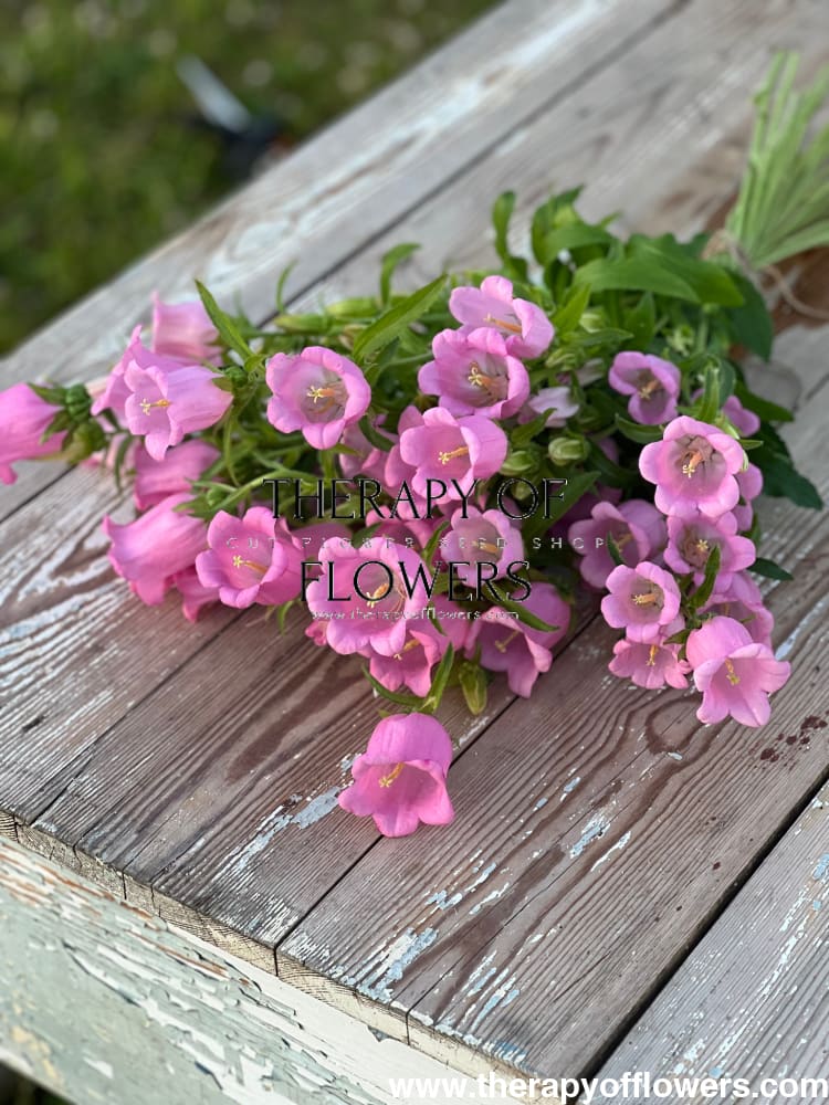 Campanula Medium Champion Pink.