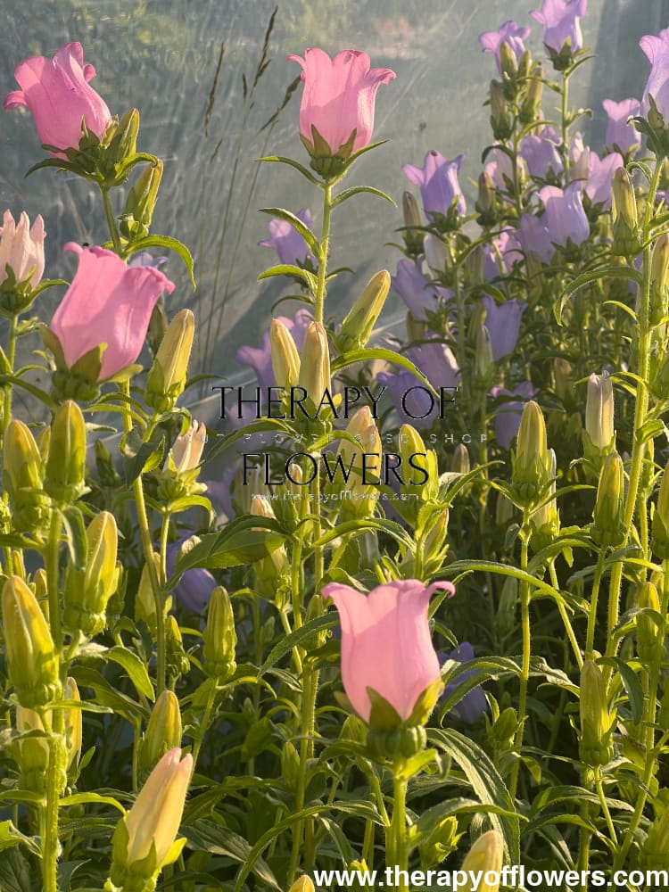 Campanula Medium Champion Pink.