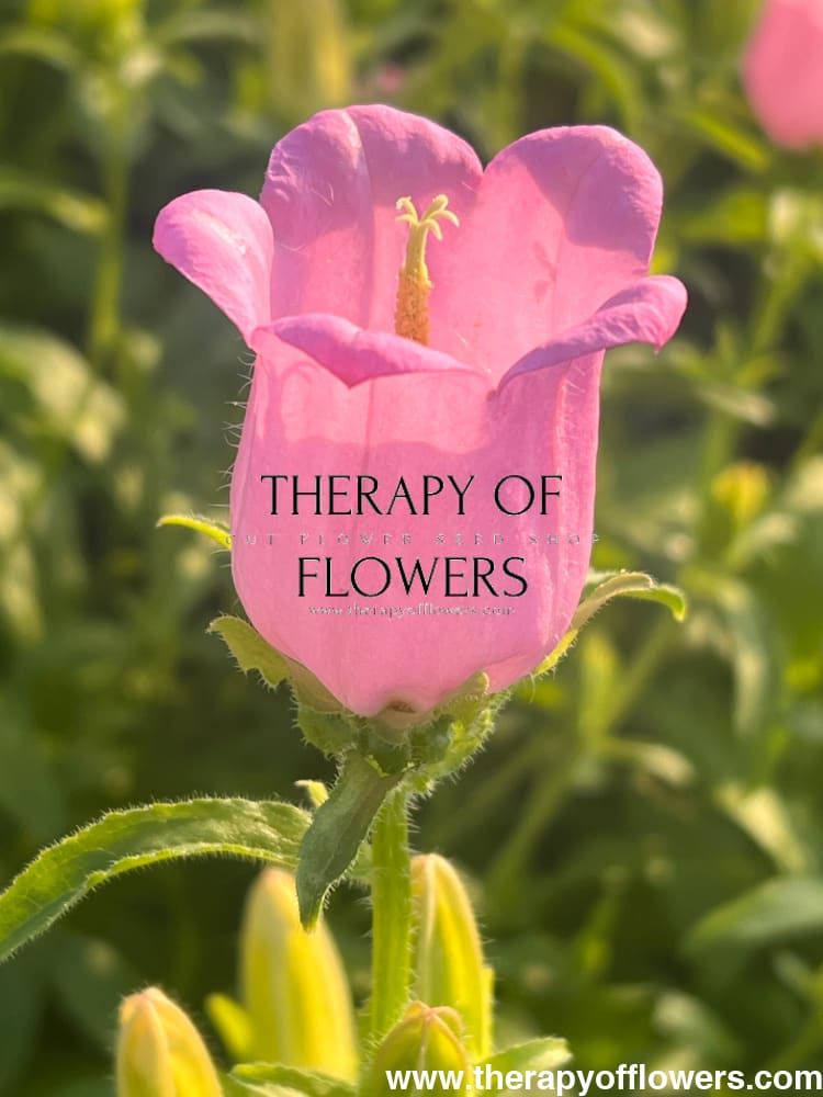 Campanula Medium Champion Pink.