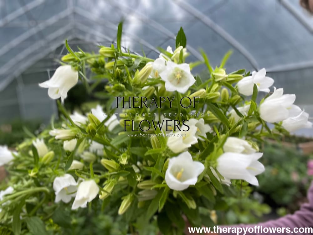 Campanula Medium Champion White.