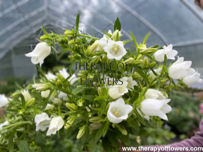 Campanula Medium Champion White.