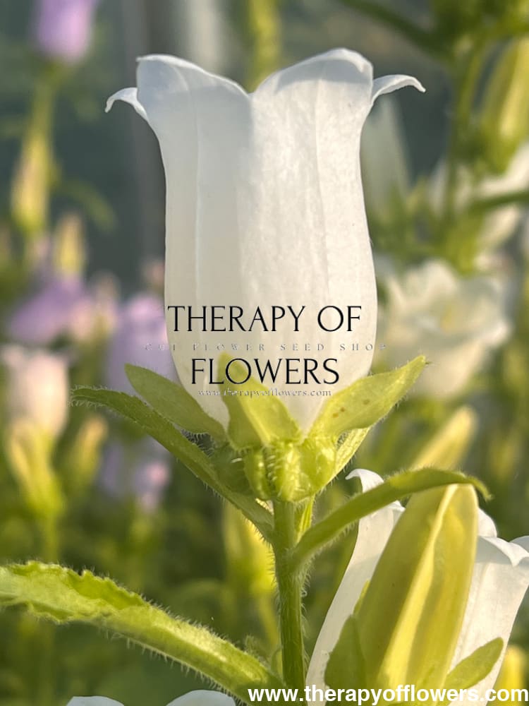 Campanula Medium Champion White.