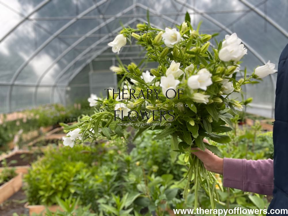 Campanula Medium Champion White.