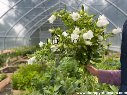 Campanula Medium Champion White.