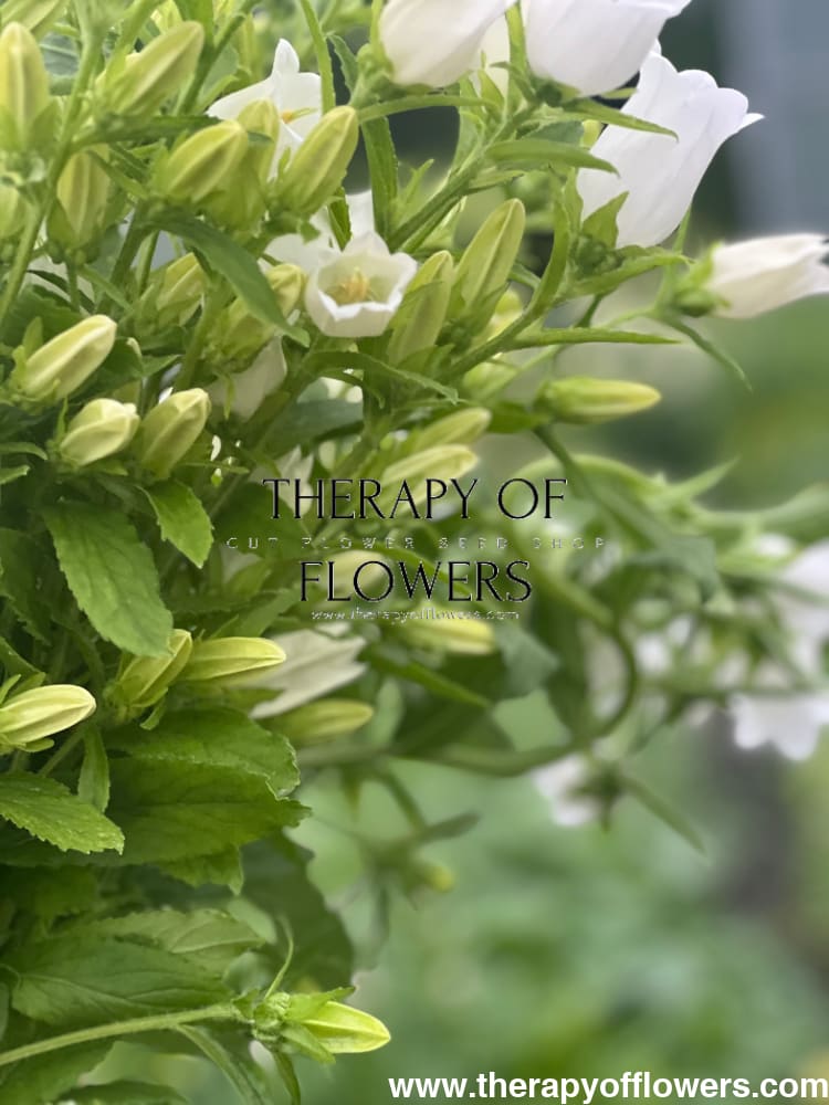 Campanula Medium Champion White.
