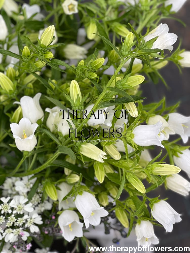 Campanula Medium Champion White.