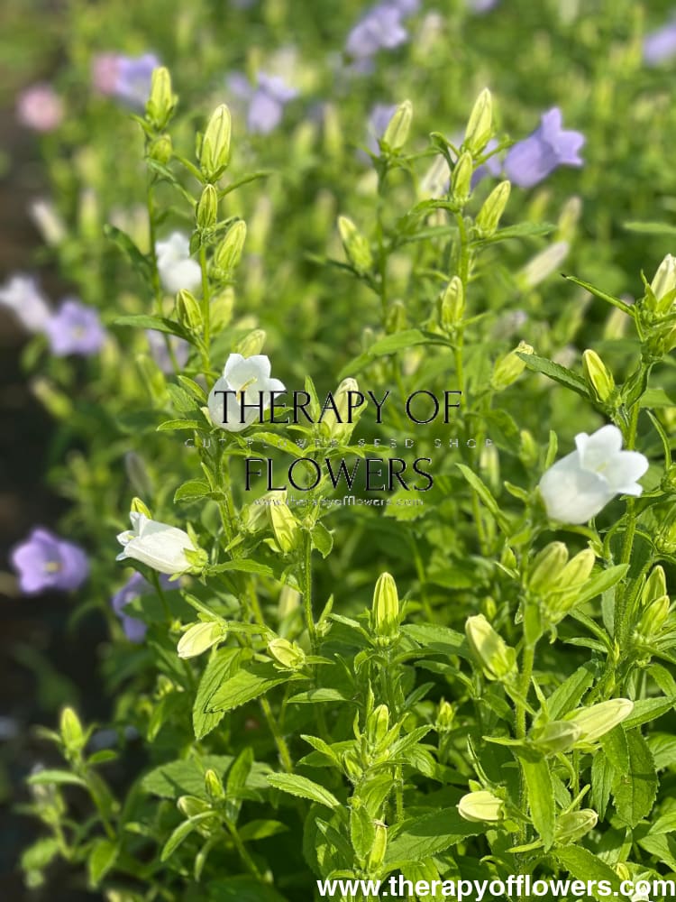 Campanula Medium Champion White.