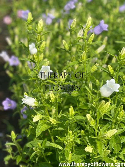 Campanula Medium Champion White.