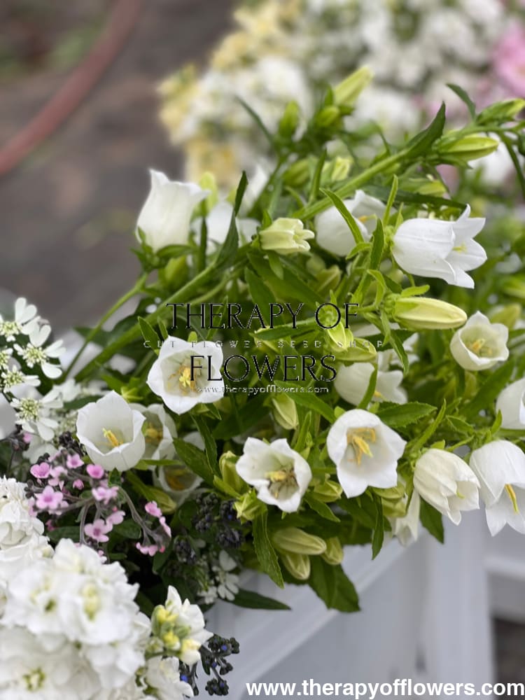 Campanula Medium Champion White.