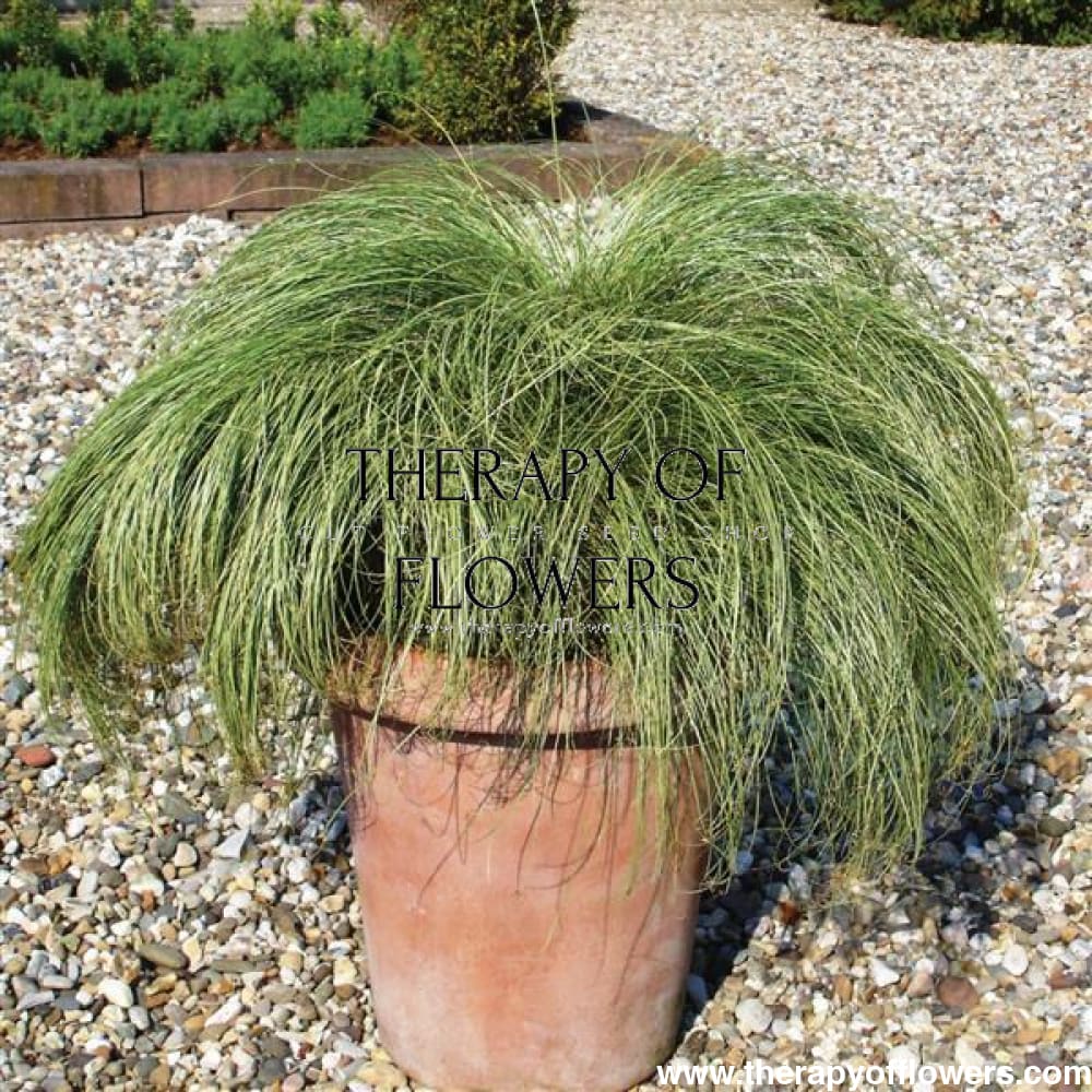 Carex comans Amazon Mist ColorGrass® | Leatherleaf Sedge therapyofflowers.com
