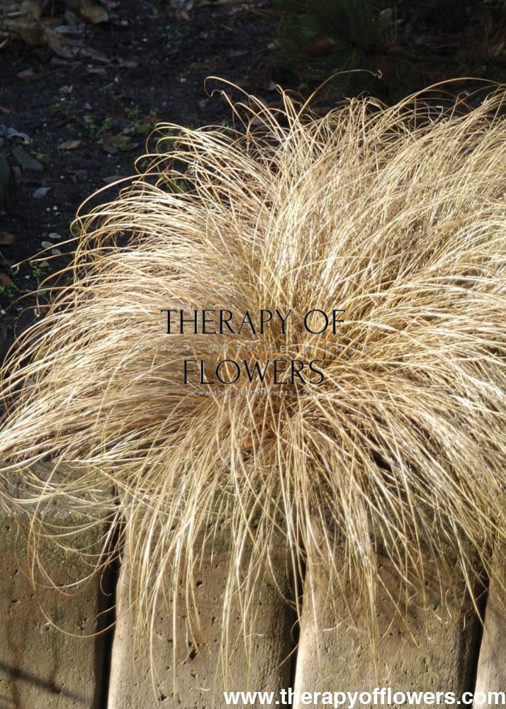 Carex comans Bronco | Leatherleaf Sedge | Pelleted - 10 seeds / Grown as an annual / Brown - Seeds