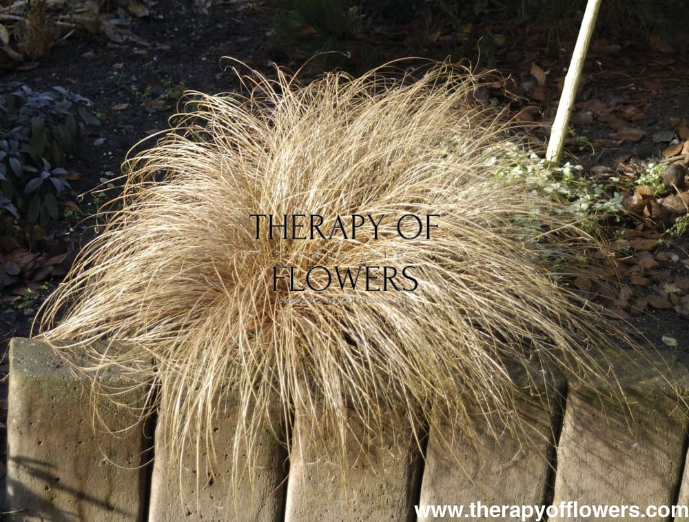 Carex comans Bronco | Leatherleaf Sedge | Pelleted therapyofflowers.com