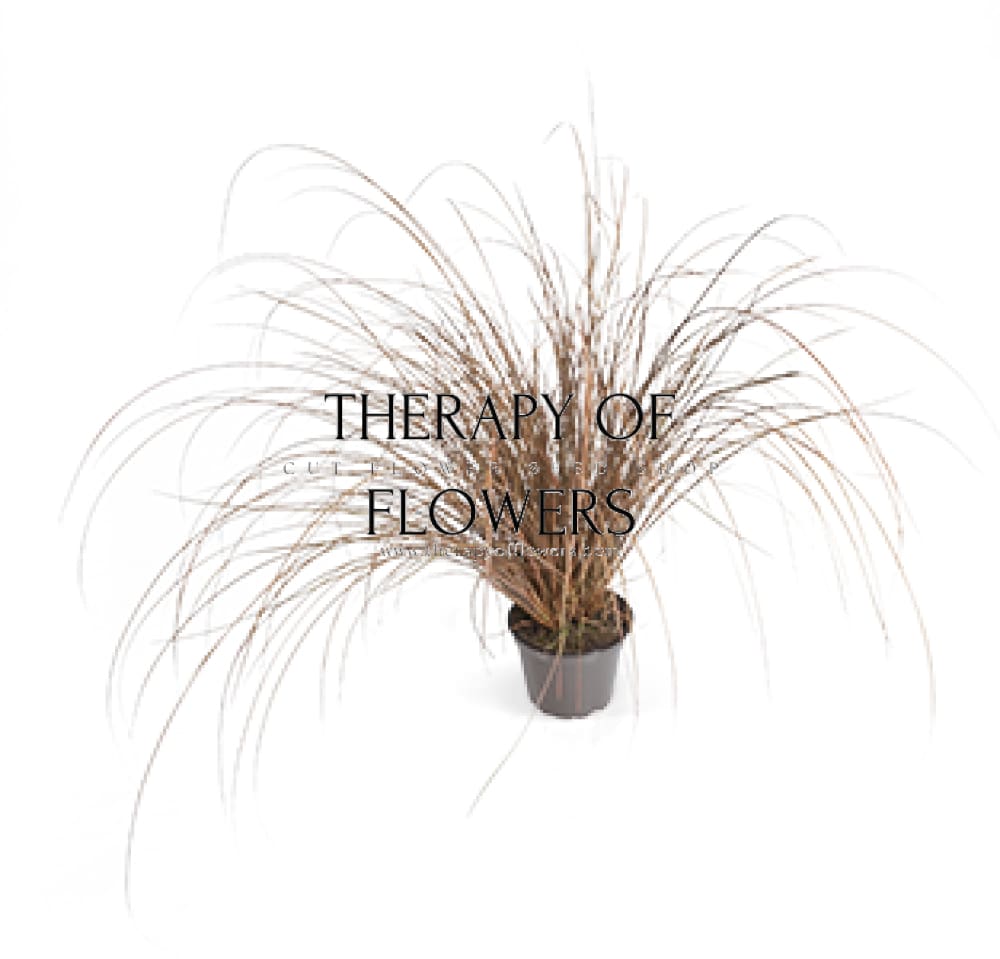 Carex comans ‘Zora’ | New Zealand Hairy Sedge therapyofflowers.com