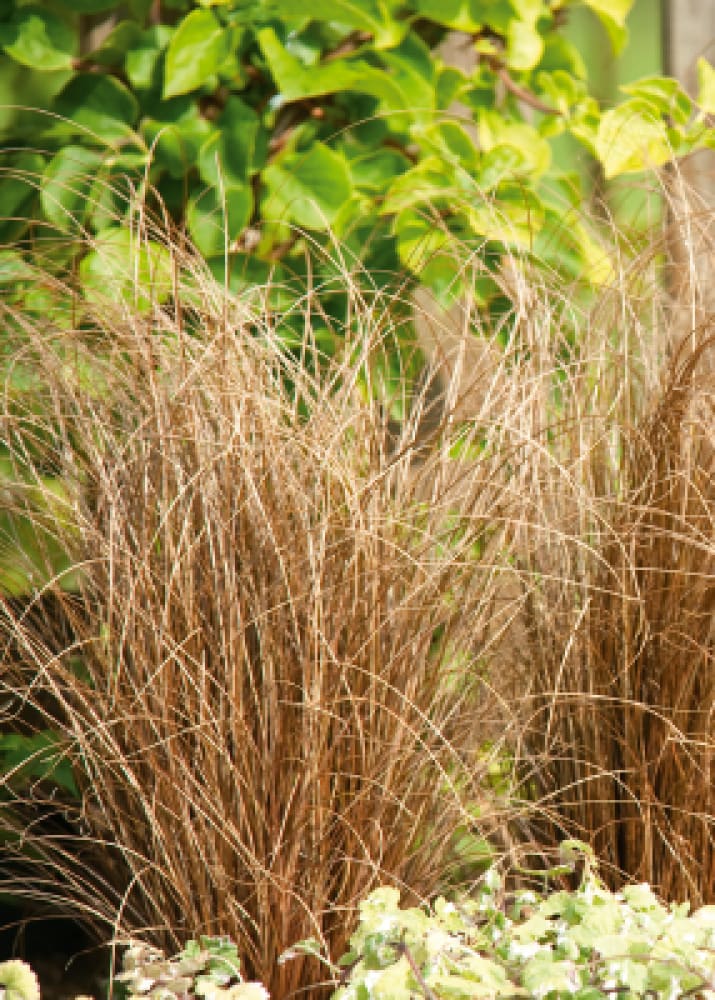 Carex comans Zora | New Zealand Hairy Sedge - 20 seeds / 35 cm / Brown - Seeds