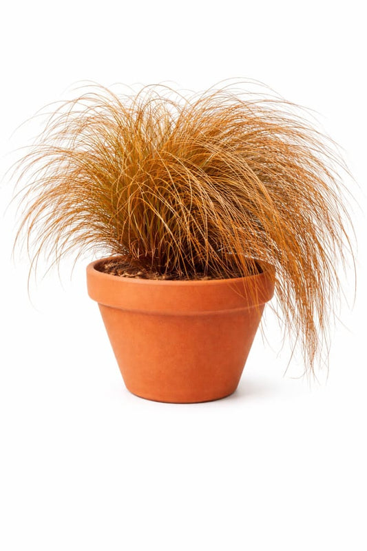 Carex comans Zora | New Zealand Hairy Sedge - 20 seeds / 35 cm / Brown - Seeds