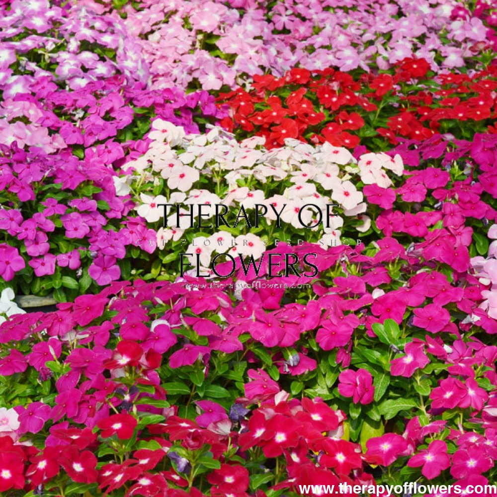 Vinca Mega Bloom® Mix F1 | Catharanthus roseus therapyofflowers.com