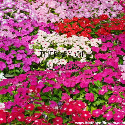 Vinca Mega Bloom® Mix F1 | Catharanthus roseus therapyofflowers.com